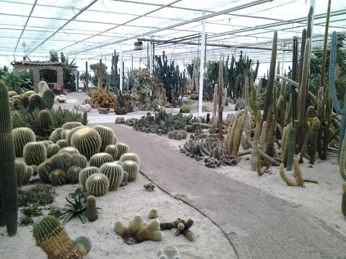 Belevingspark Cactus Oase  Ruurlo | Kom in de Bedstee